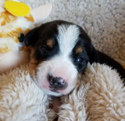 Entle Swiss Mountain dogs for sale in NM